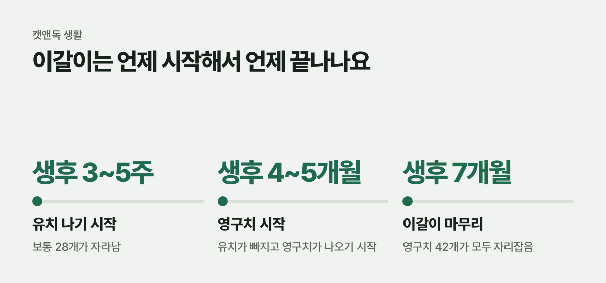 이갈이는 언제 시작해서 언제 끝나나요